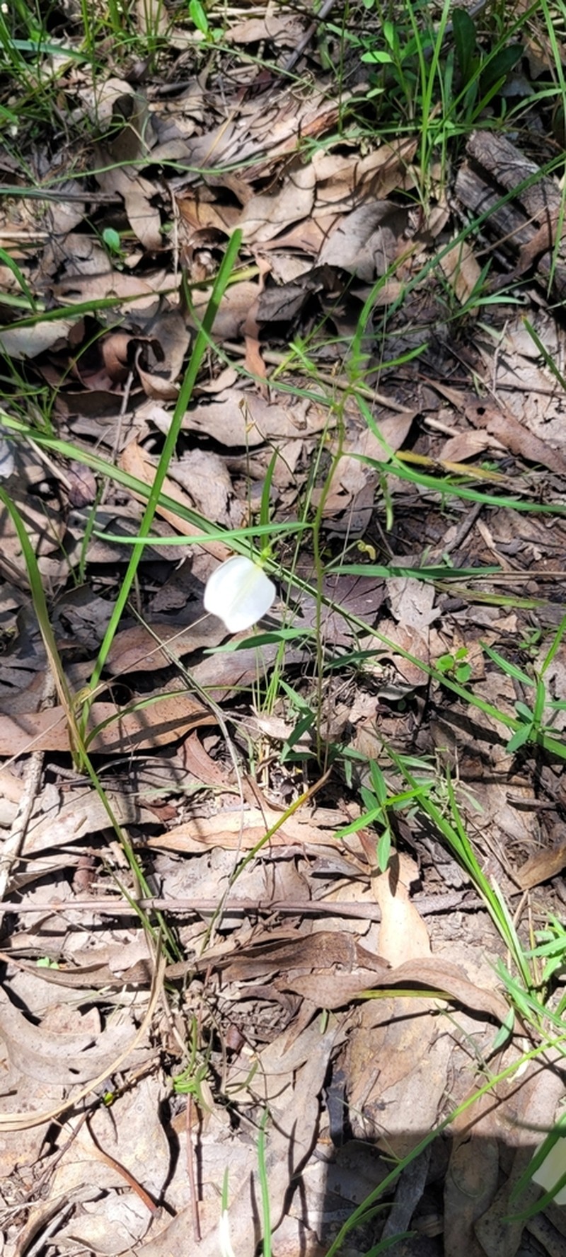 Afrohybanthus stellarioides photo 7