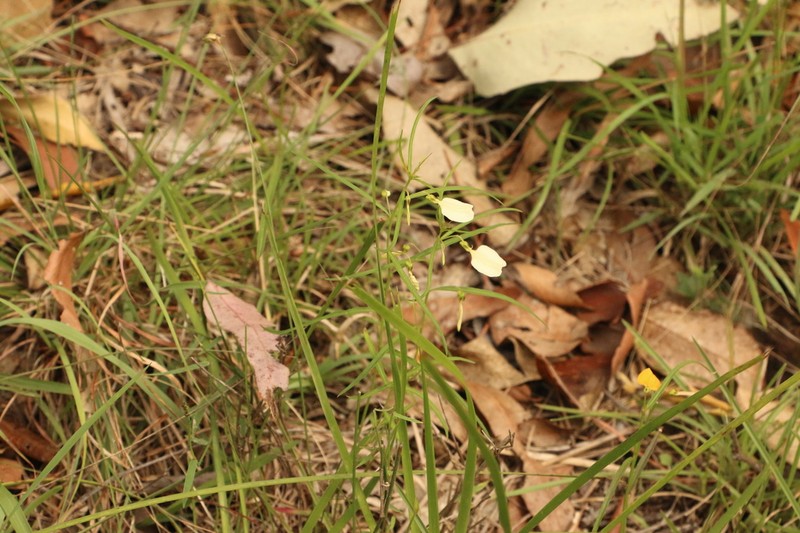 Afrohybanthus stellarioides photo 8