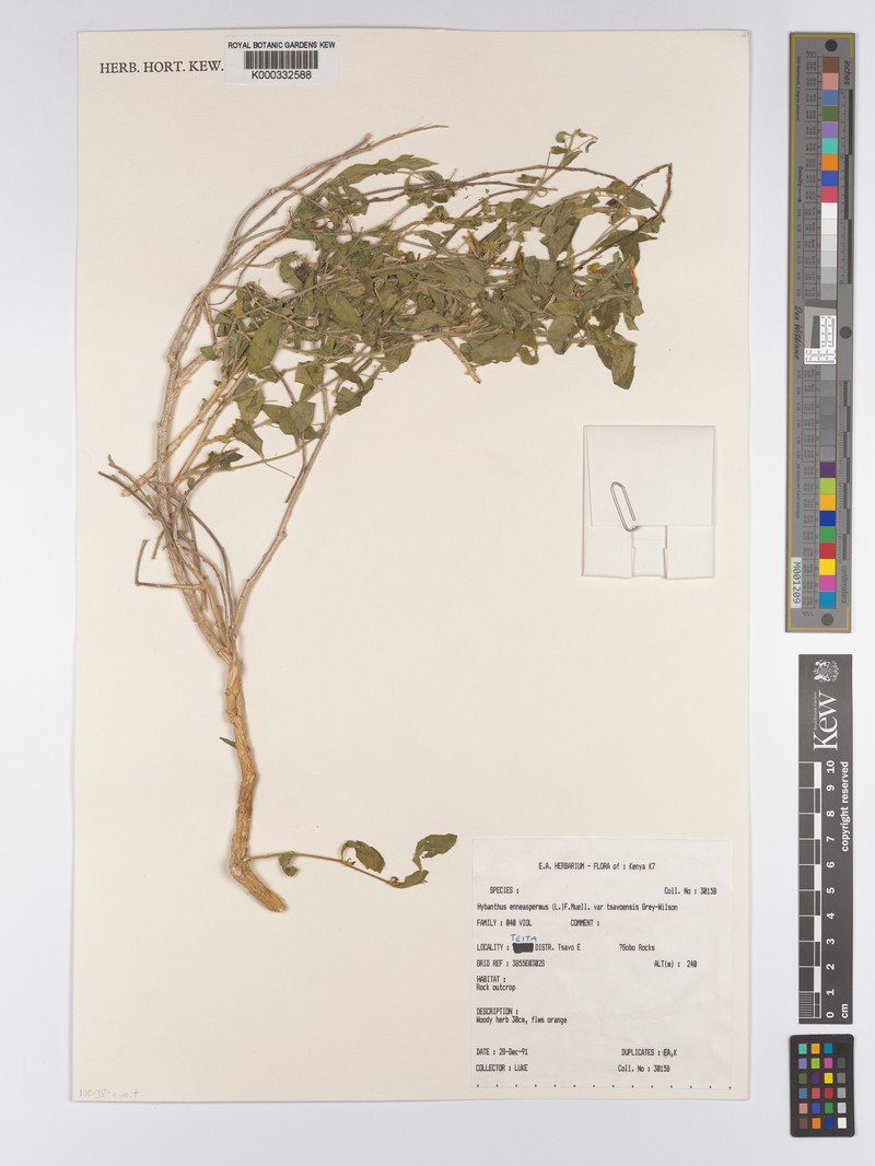 Afrohybanthus tsavoensis