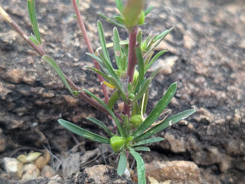 Afrohybanthus vatsavayae