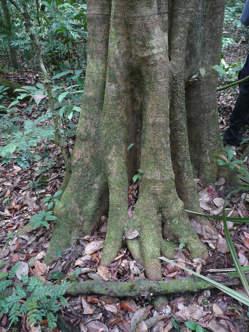 Afrolicania elaeosperma