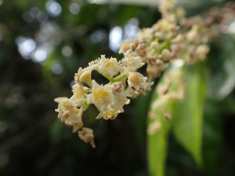 Afrolicania elaeosperma photo 2