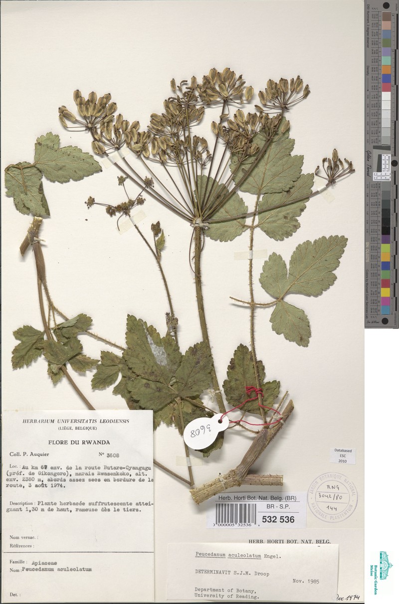 Afroligusticum aculeolatum