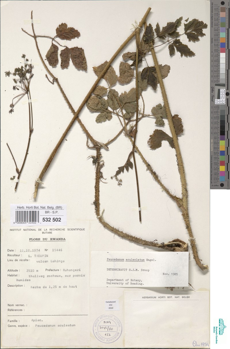 Afroligusticum aculeolatum photo 2