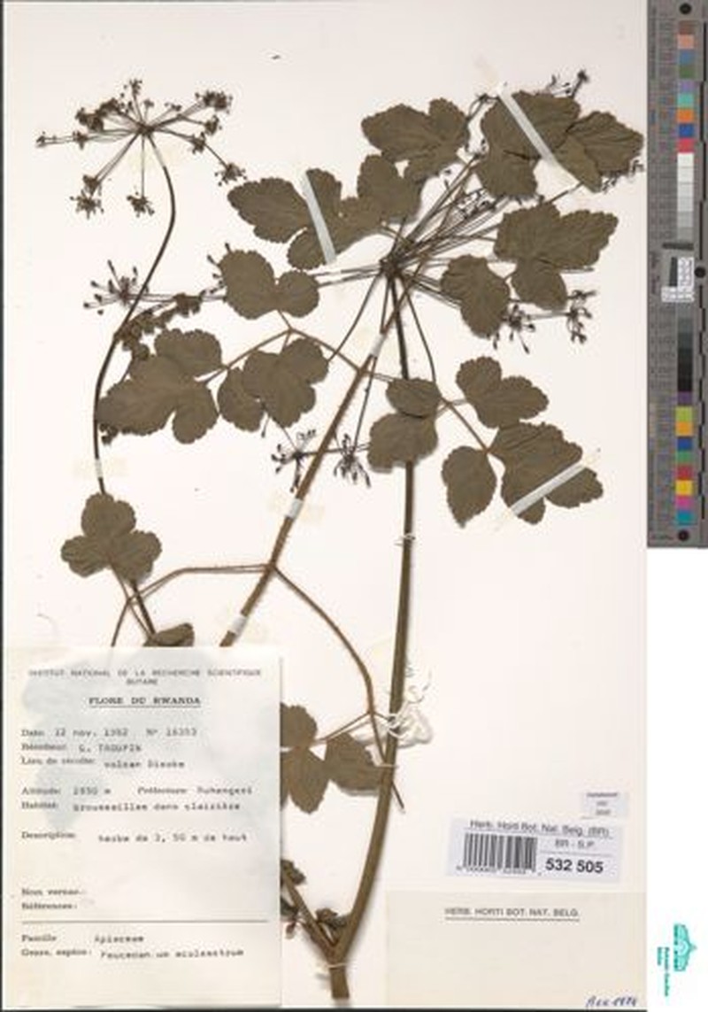 Afroligusticum aculeolatum photo 3
