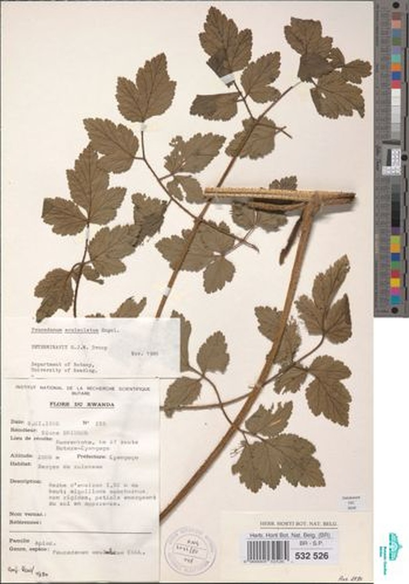 Afroligusticum aculeolatum photo 4