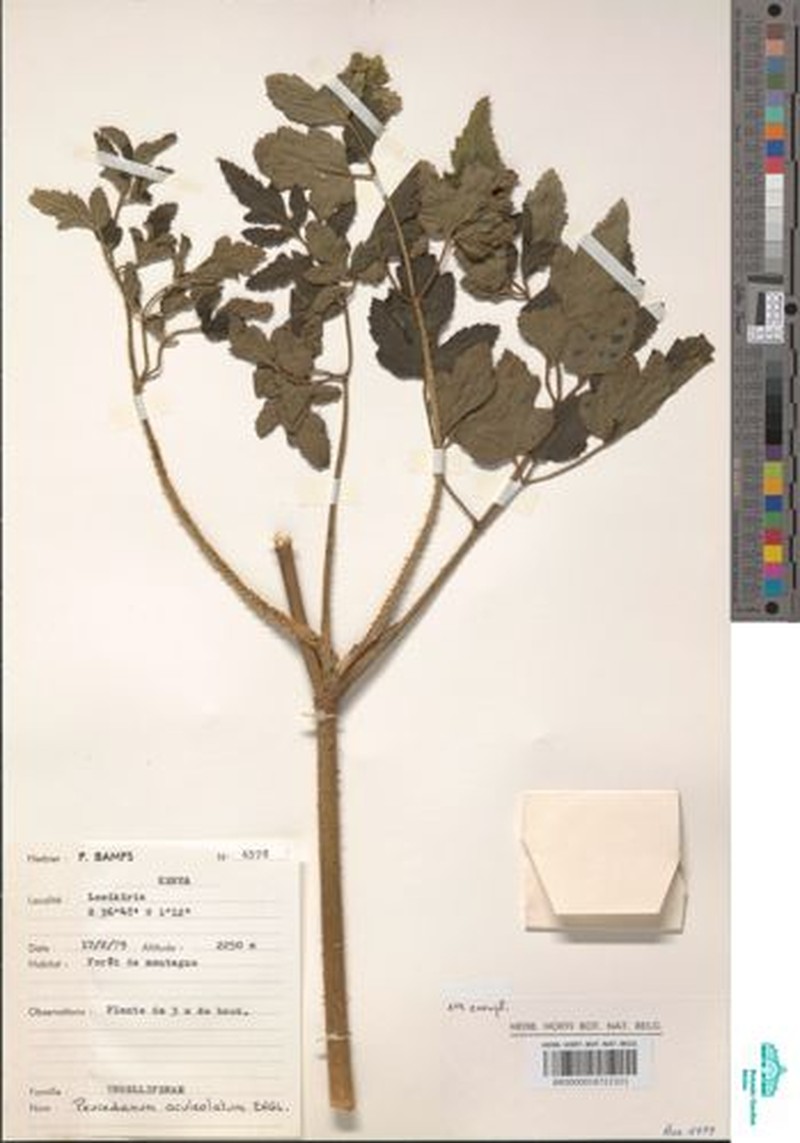 Afroligusticum aculeolatum photo 5