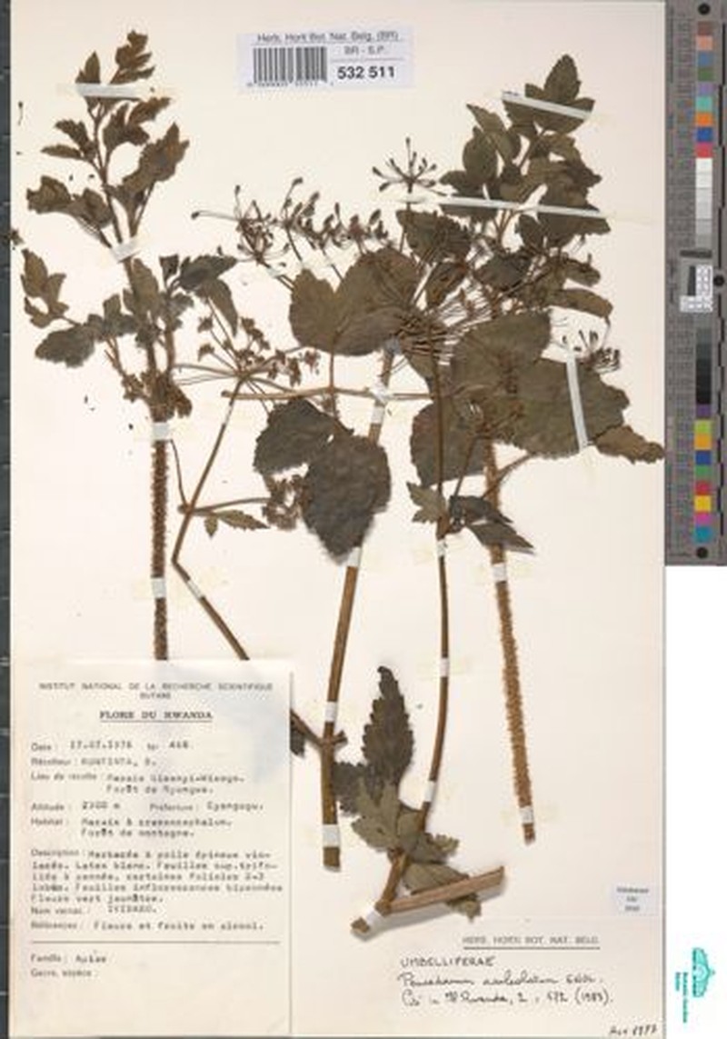 Afroligusticum aculeolatum photo 6