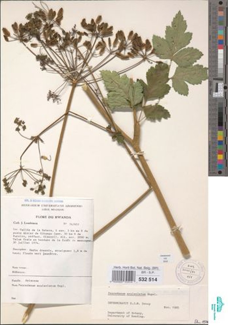 Afroligusticum aculeolatum photo 7