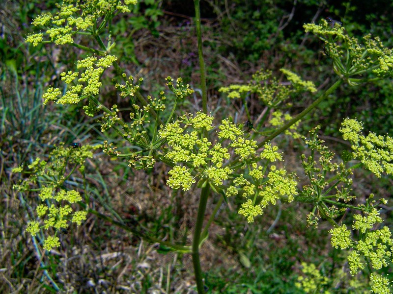 Afroligusticum claessensii