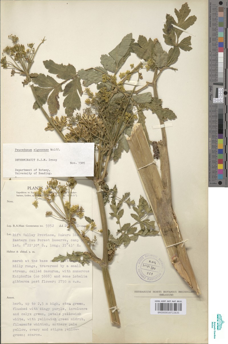 Afroligusticum elgonense