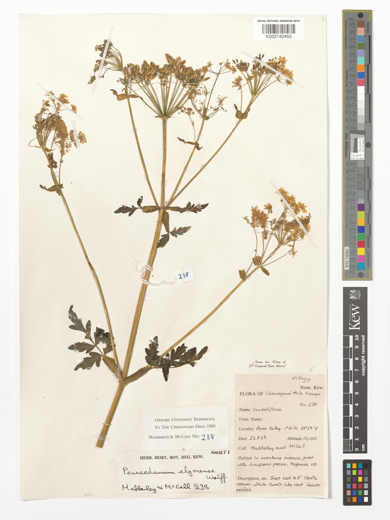 Afroligusticum elgonense photo 3