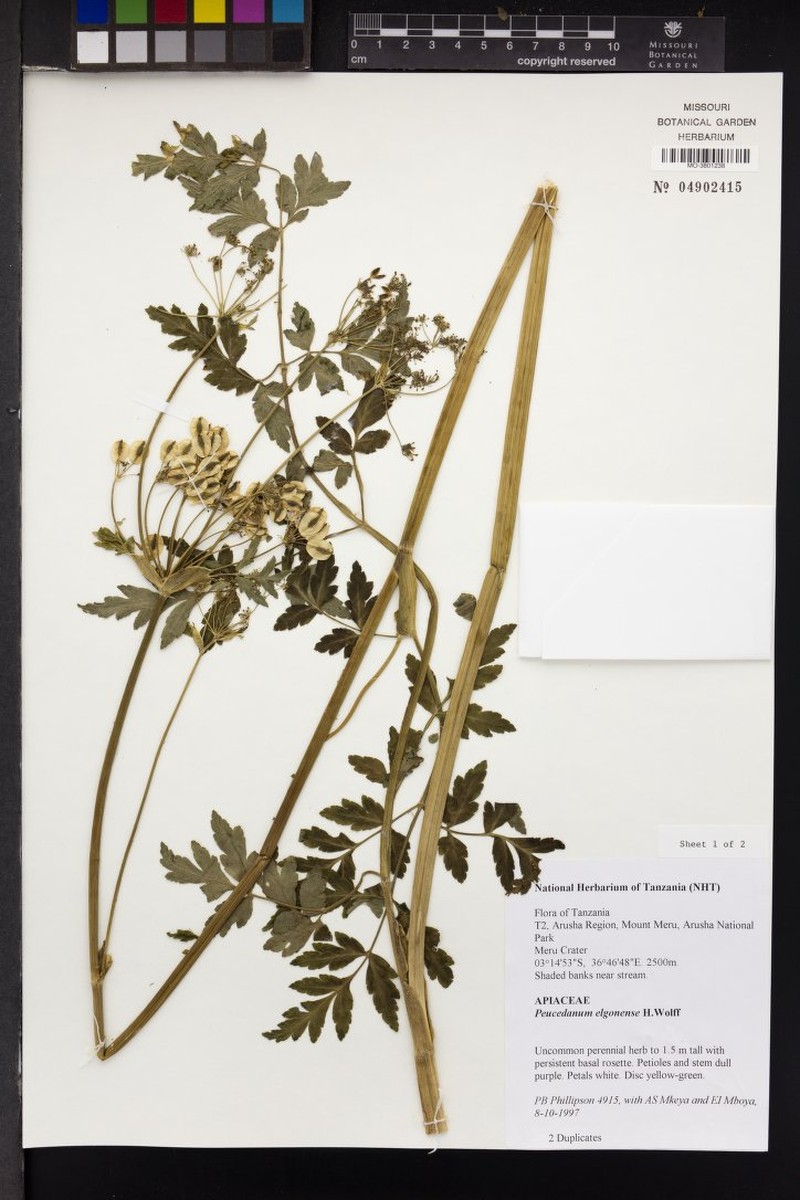 Afroligusticum elgonense photo 4