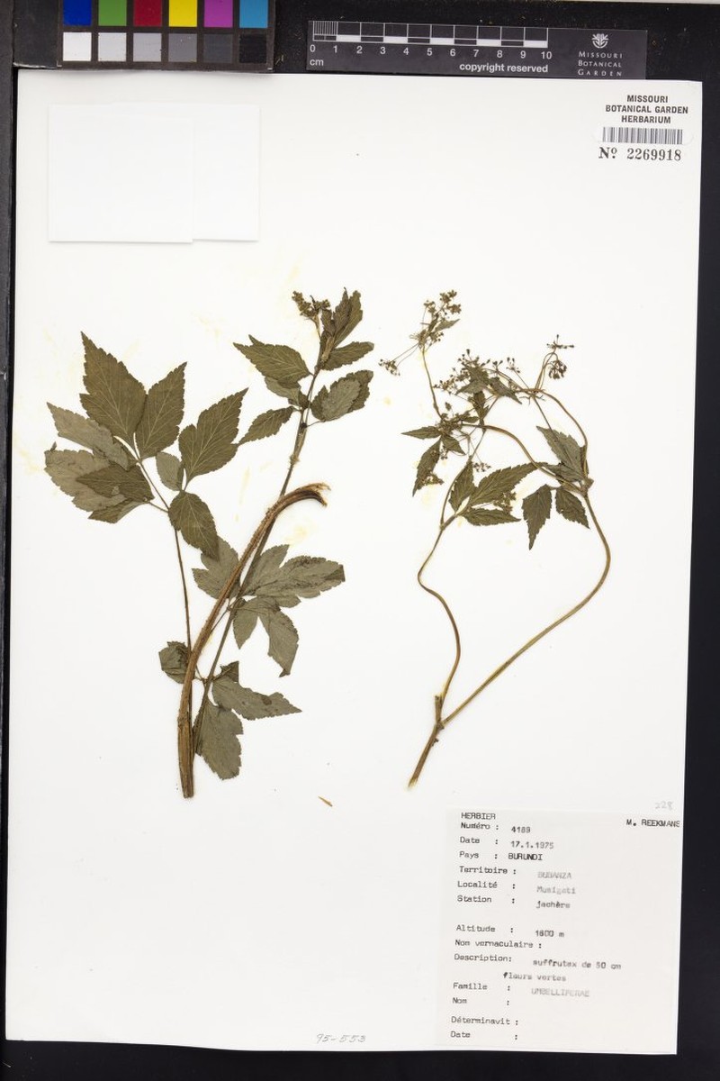 Afroligusticum elliotii photo 2
