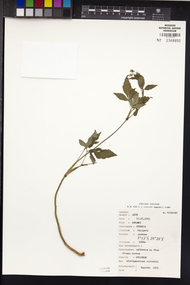Afroligusticum elliotii photo 3