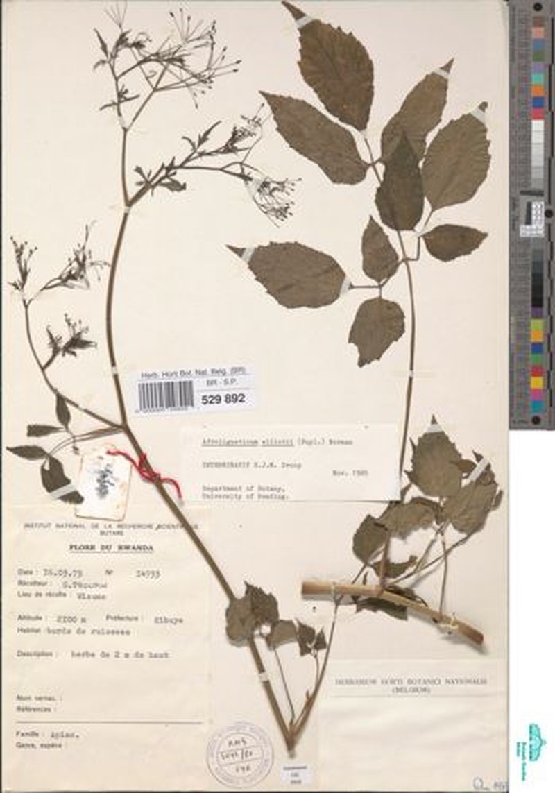 Afroligusticum elliotii photo 4