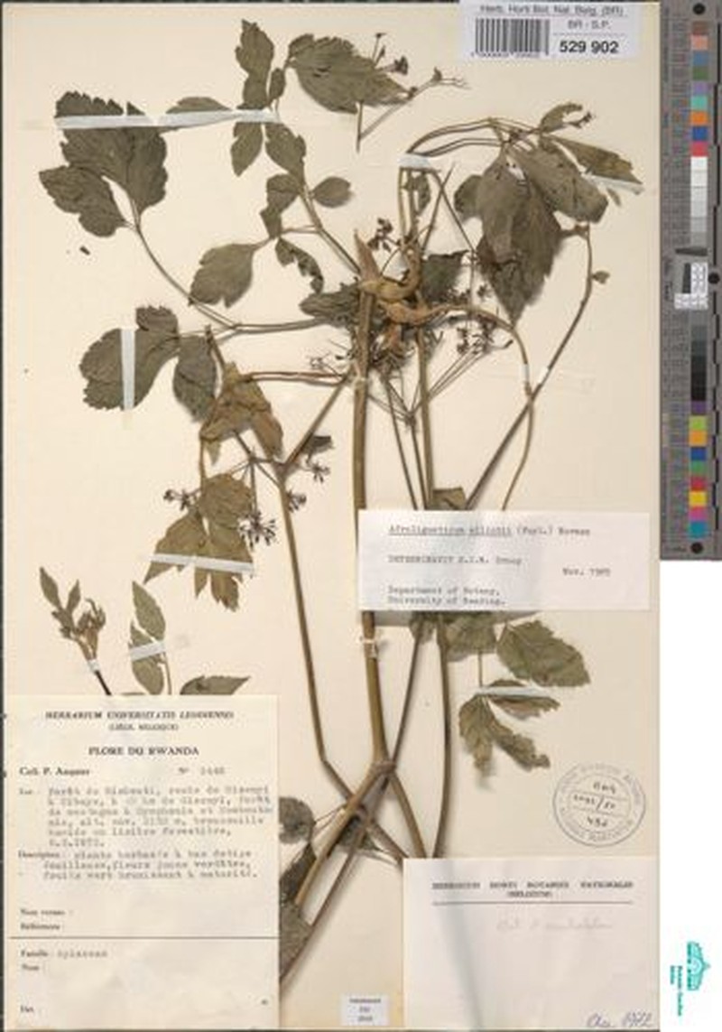Afroligusticum elliotii photo 5