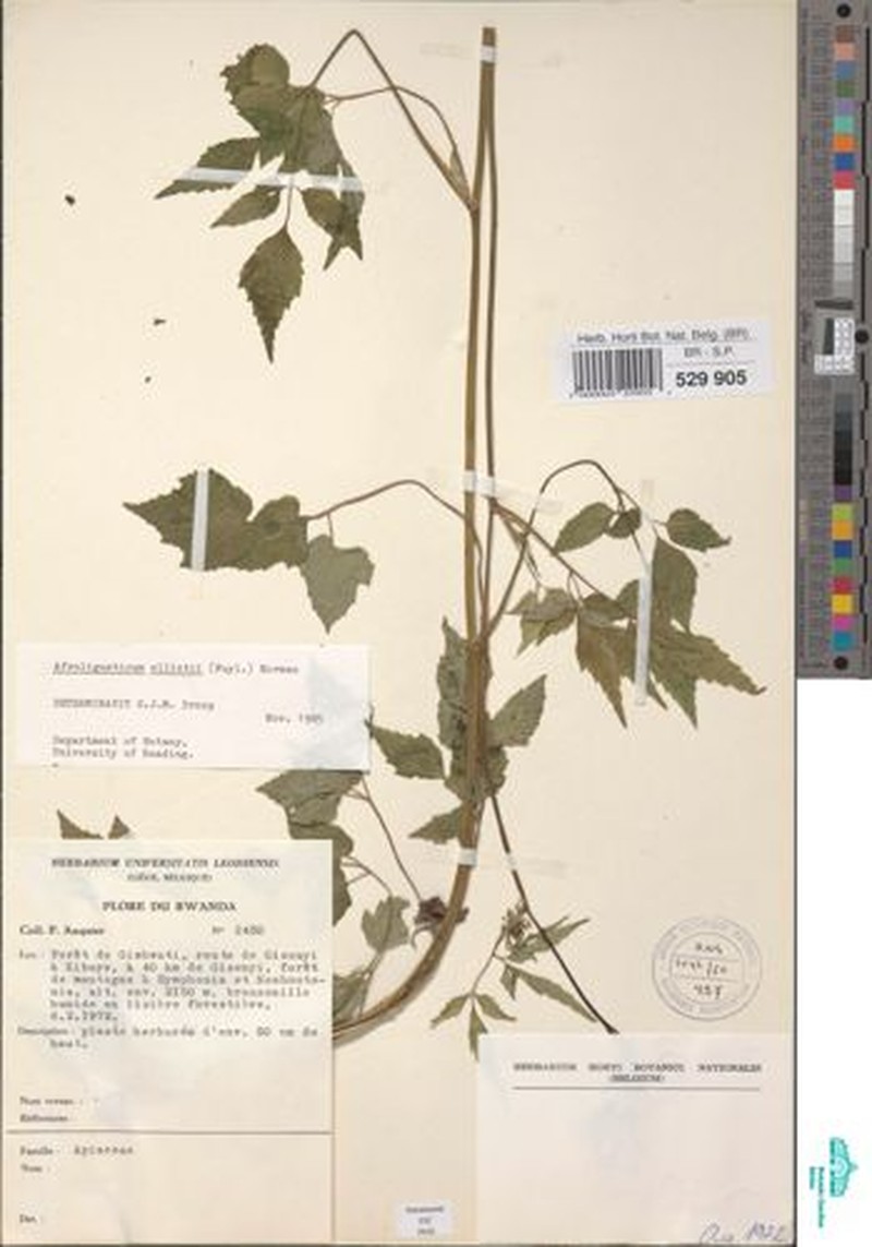 Afroligusticum elliotii photo 6
