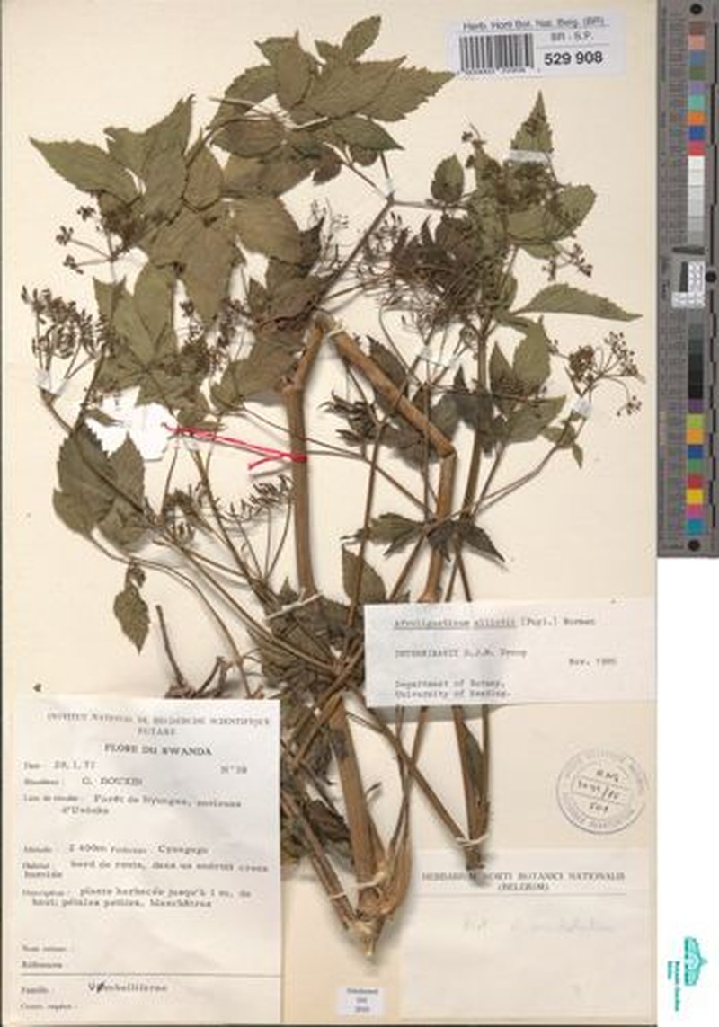 Afroligusticum elliotii photo 7