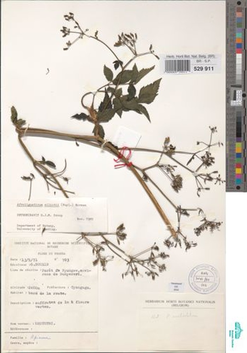 Afroligusticum elliotii photo 8