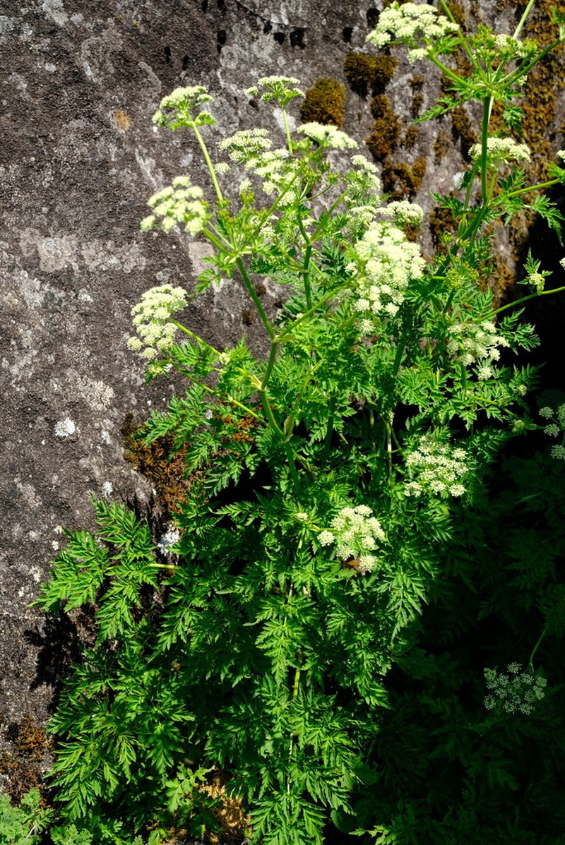 Afroligusticum linderi