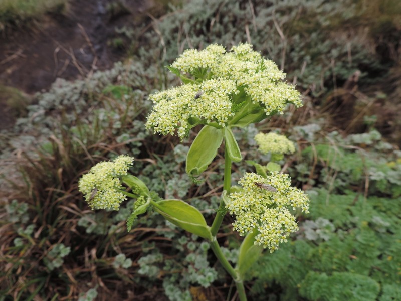 Afroligusticum linderi photo 2