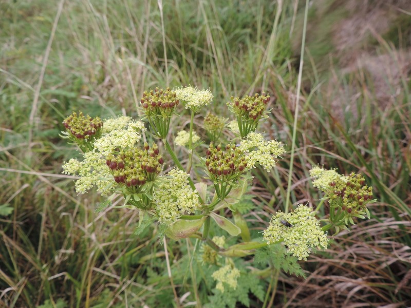 Afroligusticum linderi photo 3