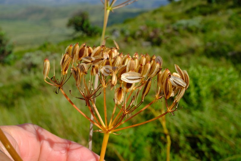Afroligusticum linderi photo 4