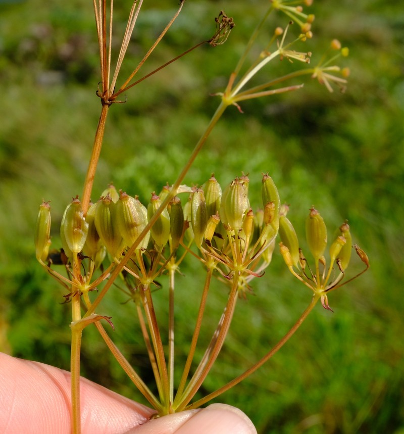 Afroligusticum linderi photo 5