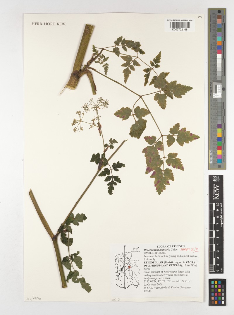 Afroligusticum mattirolii