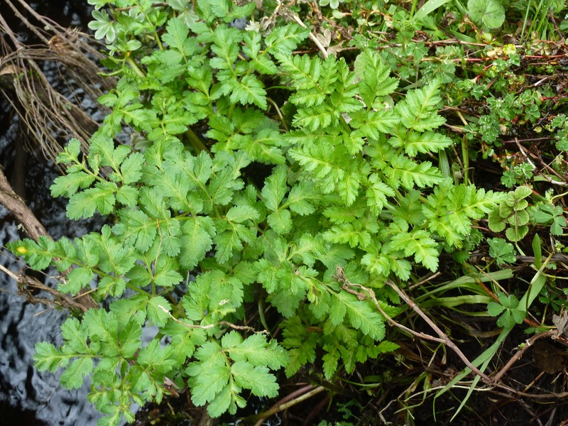 Afroligusticum petitianum photo 2