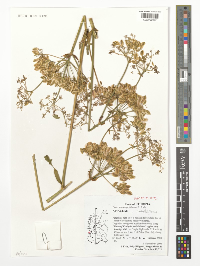 Afroligusticum petitianum photo 3
