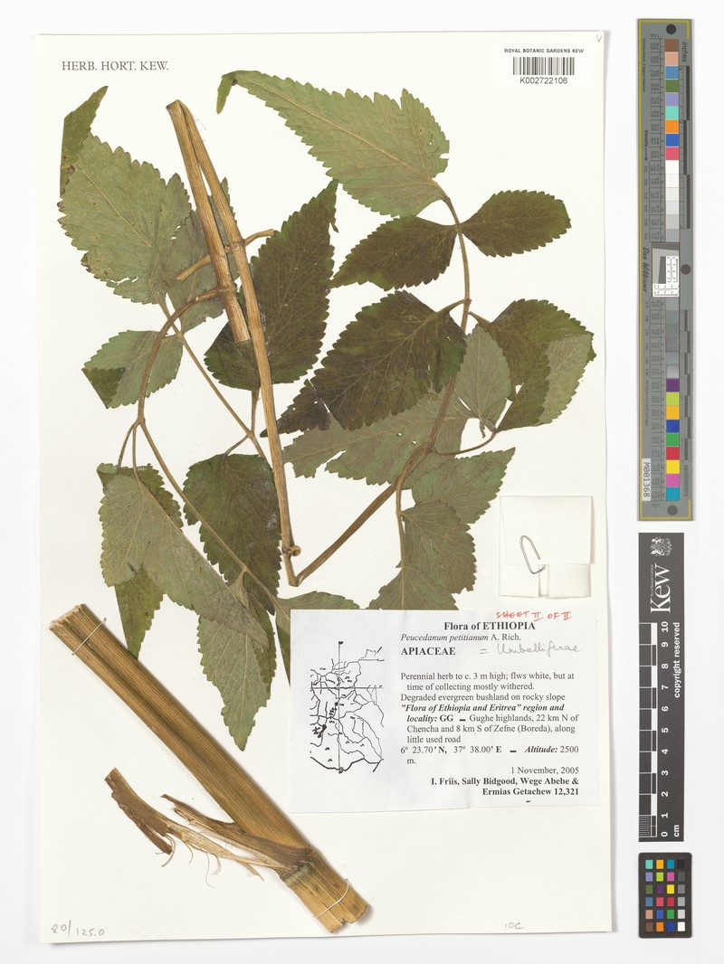 Afroligusticum petitianum photo 4