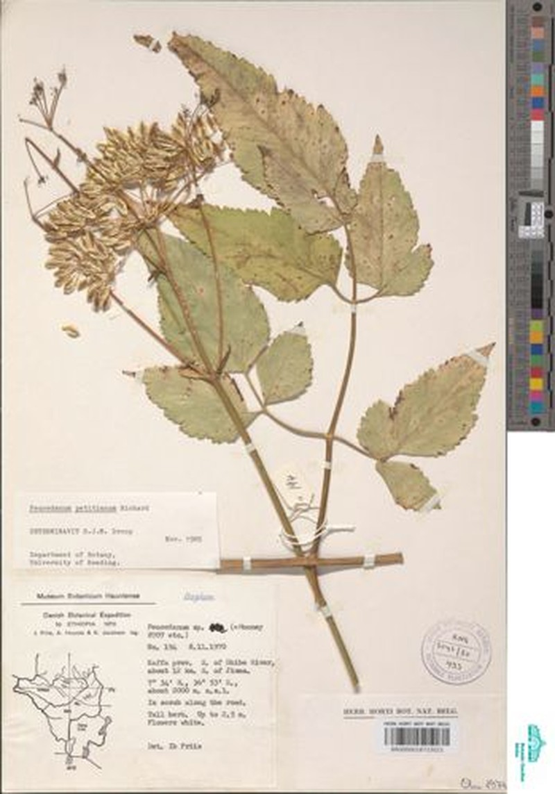 Afroligusticum petitianum photo 5