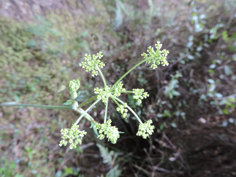 Afroligusticum runssoricum