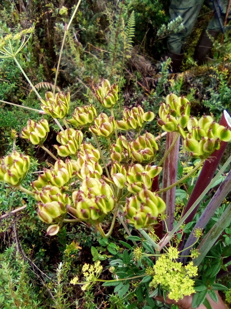 Afroligusticum runssoricum photo 2