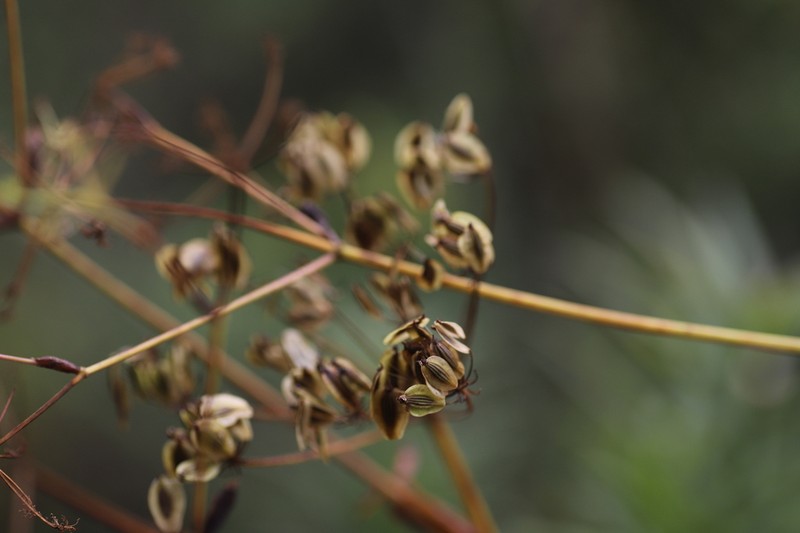 Afroligusticum runssoricum photo 4