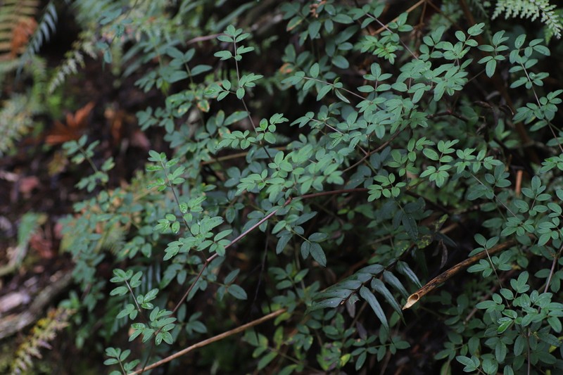 Afroligusticum runssoricum photo 5