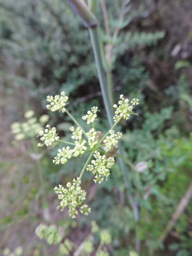 Afroligusticum runssoricum photo 6
