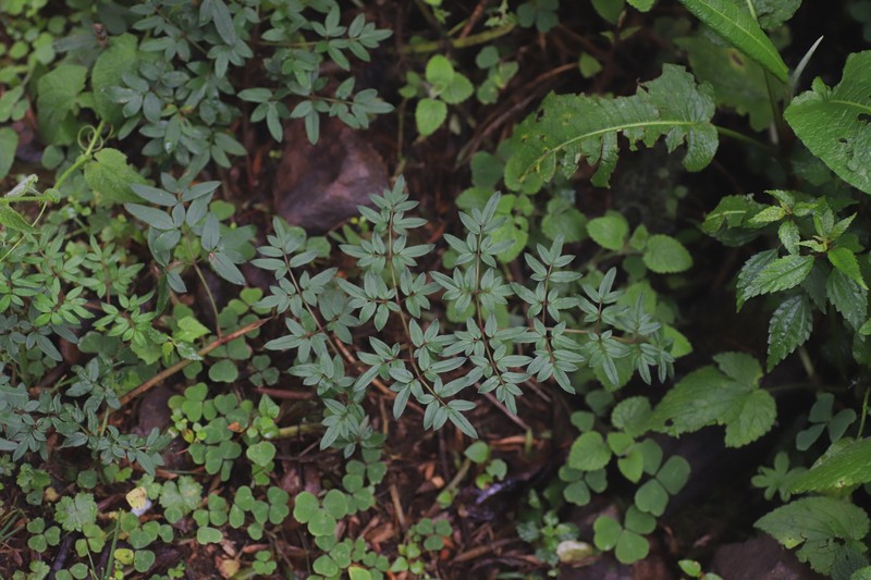 Afroligusticum runssoricum photo 8