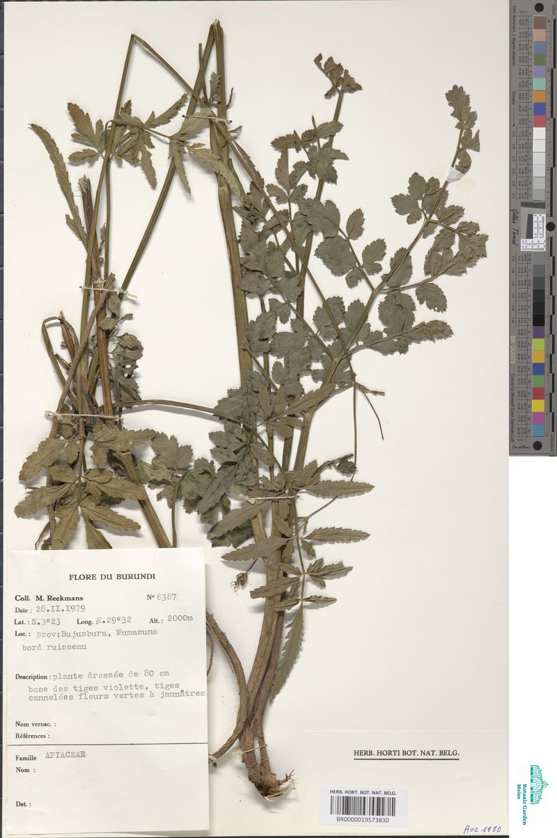 Afroligusticum scottianum