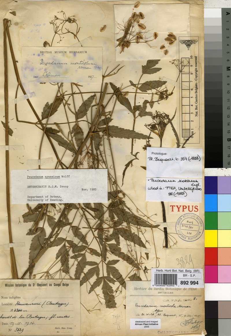 Afroligusticum scottianum photo 2
