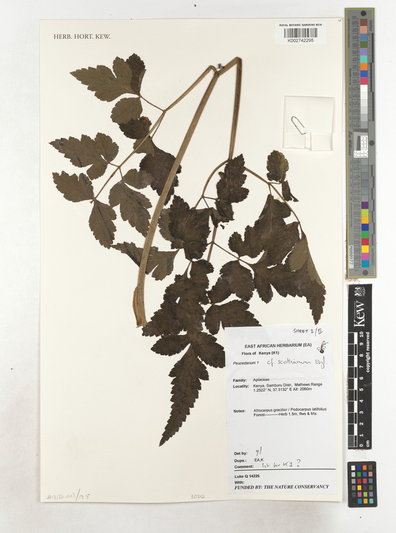 Afroligusticum scottianum photo 3