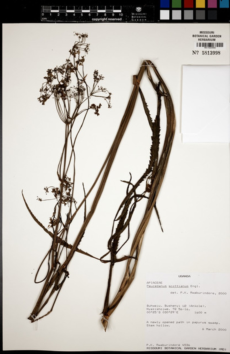 Afroligusticum scottianum photo 4