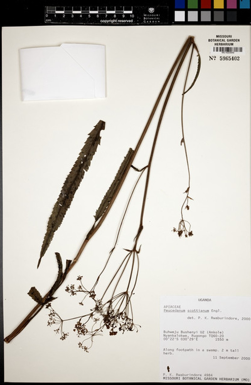Afroligusticum scottianum photo 5