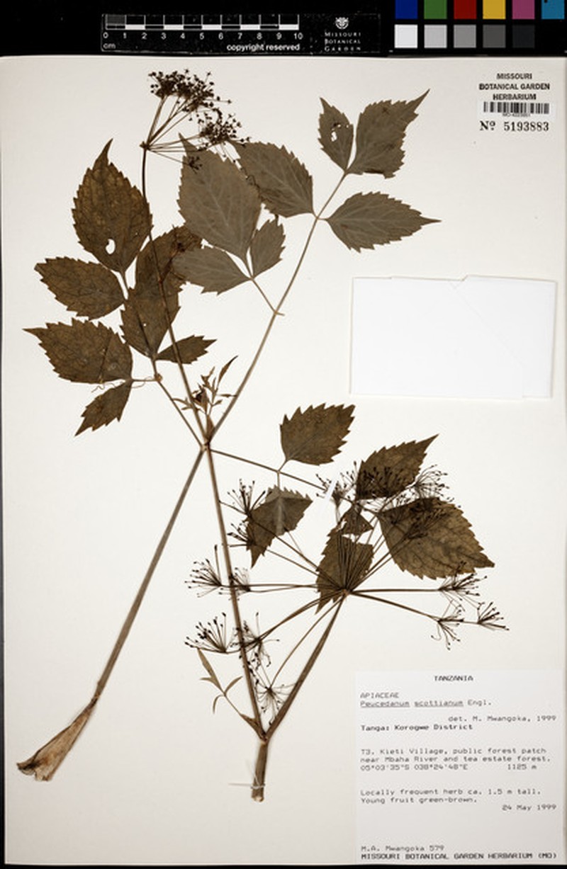 Afroligusticum scottianum photo 6