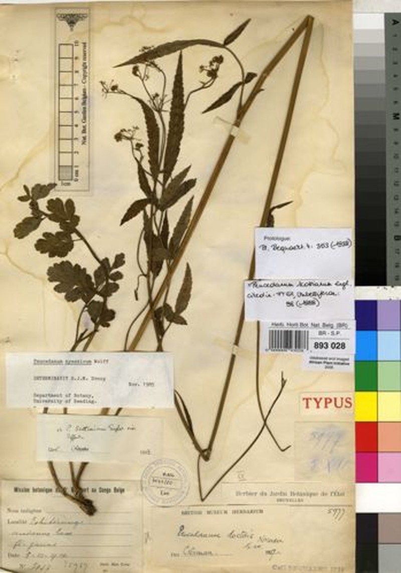 Afroligusticum scottianum photo 7