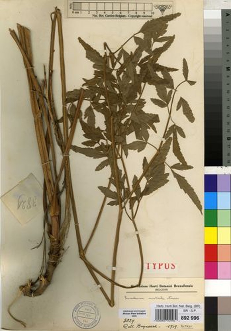 Afroligusticum scottianum photo 8