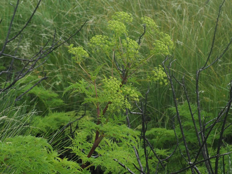 Afroligusticum thodei