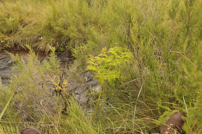 Afroligusticum thodei photo 2